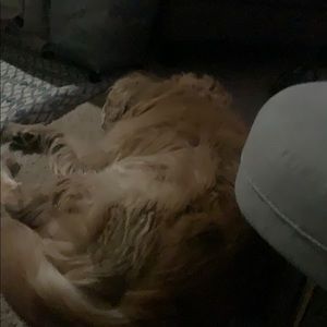 Meet your Posher, Robert